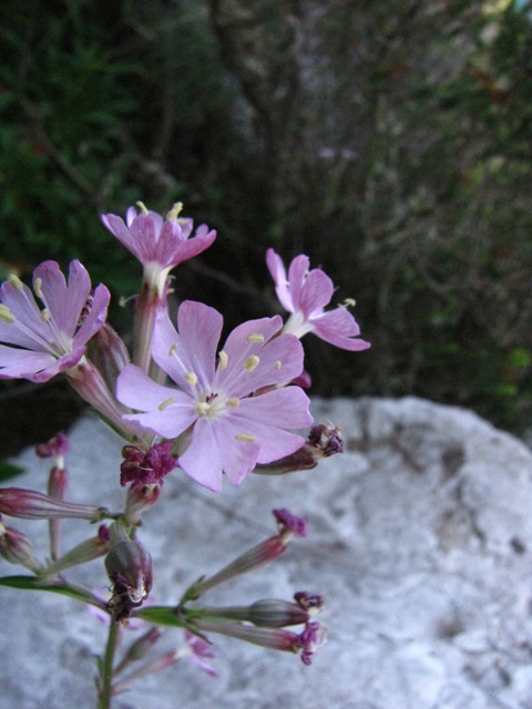 Esp&egrave;cies 2.JPG