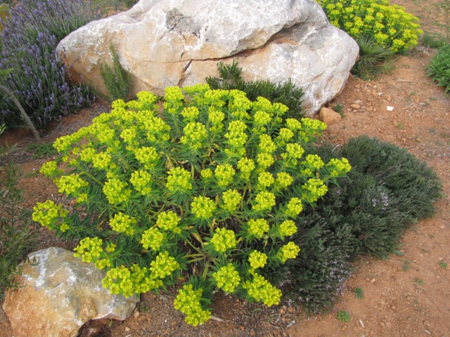 Esp&egrave;cies 3.jpg