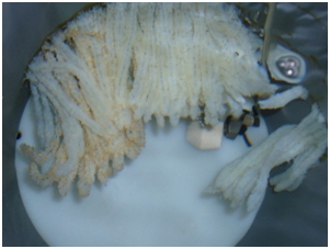 Posta de pop fixada a un tub de PVC. 