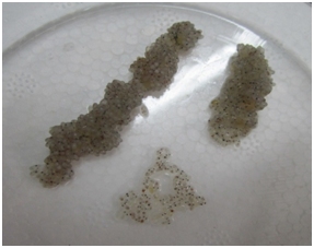 Detall de dos ra&iuml;ms als que s'observen els ous