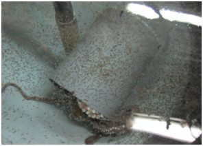 Eclosi&oacute; massiva de paralarves. Al fons s'observa la mare