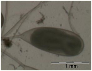 Embri&oacute; d'un dia