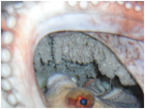 Diferents moments de la incubaci&oacute;, eclosi&oacute; i sembra en tancs.