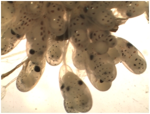 Diferents moments de la incubaci&oacute;, eclosi&oacute; i sembra en tancs.