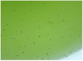 Paralarves de pop als tancs de cultiu en condicions d'aig&uuml;es verds 