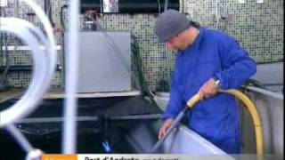 Not&iacute;cia repoblaci&oacute; cranca a TV Mallorca