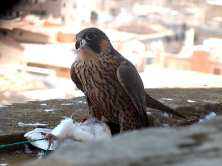 falco.JPG