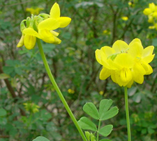 coronilla glauca.jpg