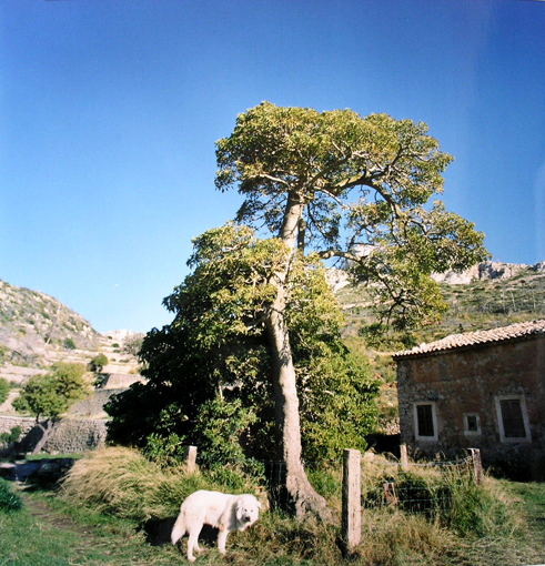 &aacute;rbol de la trampilla andratx.jpg