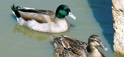 &Agrave;nnera mallorquina - Dades generals