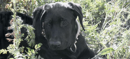 Ca de bestiar - Car&agrave;cters generals