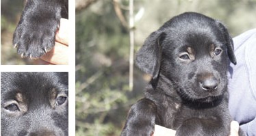 Ca de Bestiar - Galeria - Imatge 01