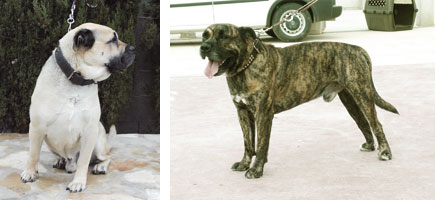 Ca de bou - Caracter&iacute;stiques m&eacute;s destacades