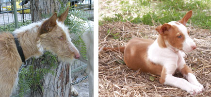 Ca eivissenc - Caracter&iacute;stiques m&eacute;s destacades