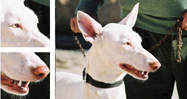 Ca eivissenc - Galeria - Imatge 01