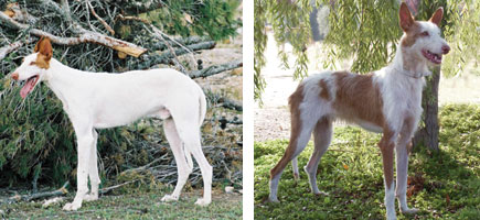 Ca eivissenc - Or&iacute;gens