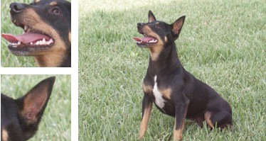 Ca rater mallorqu&iacute; - Galeria - Imatge 01