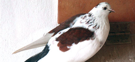 Colom Borino - Car&agrave;cters generals