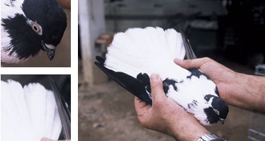 Colom de Pinta o d'Esbart - Galeria - Imatge 01