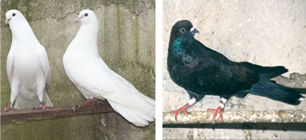 Colom d'Escampadissa - Caracter&iacute;stiques m&eacute;s destacades