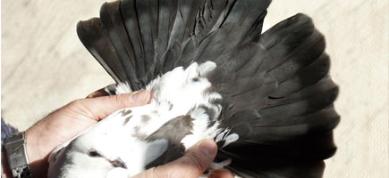 Colom d'Escampadissa - Dades generals