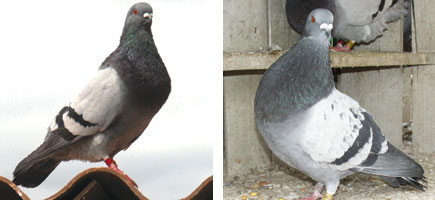 Colom Gavatxut - Caracter&iacute;stiques m&eacute;s destacades