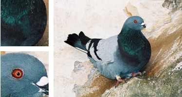 Colom Gatxut - Galeria - Imatge 01