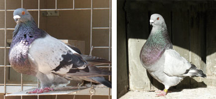 Colom Gavatxut - Or&iacute;gens