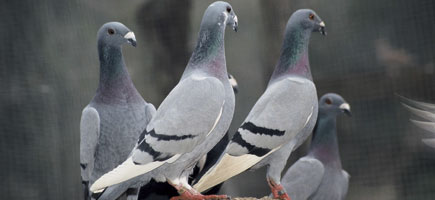 Colom Nas de Xot - Car&agrave;cters generals