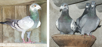 Colom Nas de Xot - Caracter&iacute;stiques m&eacute;s destacades