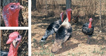 Gall d'Indi de Menorca - Galeria - Imatge 01