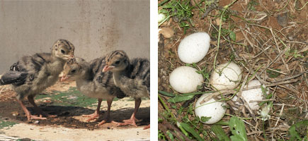 Gall d'Indi de Menorca - Or&iacute;gens
