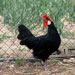 Gallina de Mallorca- Galeria - Icona 03