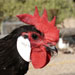 Gallina de Menorca - Galeria - Icona 06