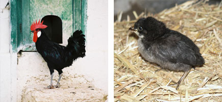 Gallina de Menorca - Or&iacute;gens