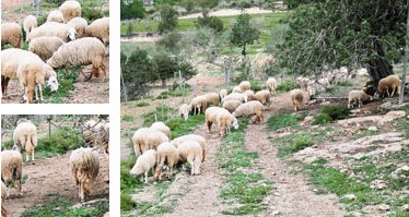 Ovella eivissenca - Galeria - Imatge 01