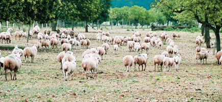 Ovella mallorquina - Car&agrave;cters generals