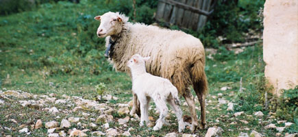 Ovella mallorquina - Dades generals