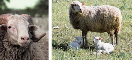 Ovella mallorquina - Or&iacute;gens