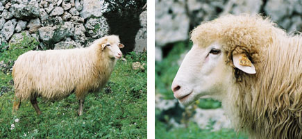 Ovella menorquina - Caracter&iacute;stiques m&eacute;s destacades