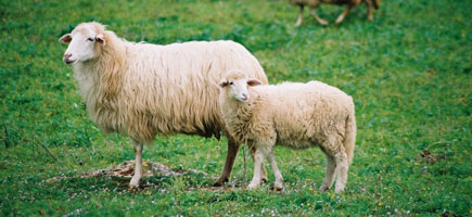 Ovella menorquina - Dades generals