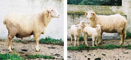 Ovella menorquina - Or&iacute;gens