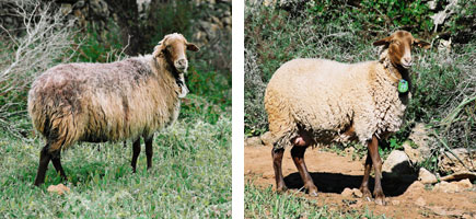 Ovella roja mallorquina - Caracter&iacute;stiques m&eacute;s destacades