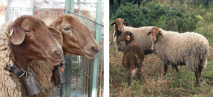 Ovella roja mallorquina - Or&iacute;gens