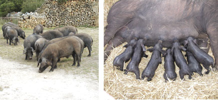 Porc negre - Or&iacute;gens