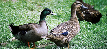 &Aacute;nade mallorqu&iacute;n - Caracteres generales