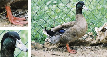 &Aacute;nade mallorqu&iacute;n - Galer&iacute;a - Imagen 01