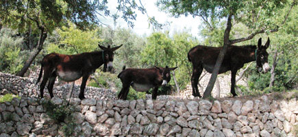 Asno balear - Car&agrave;cters generals