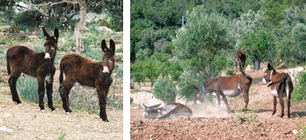 Asno balear - Or&iacute;genes