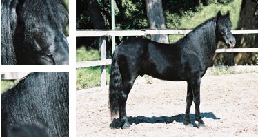 Caballo mallorqu&iacute;n - Galer&iacute;a - Imagen 01